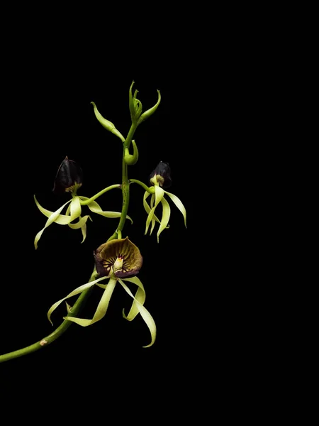 Prosthechea cochleata, formerly known as Encyclia cochleata, Ana — Stock Photo, Image