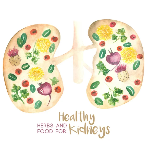 Illustration Abstract Kidneys Decorated Herbs Food Beneficial Its Health — Stock Photo, Image