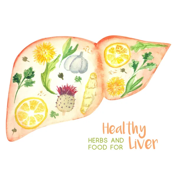 Abstract Illustration Liver Decorated Herbs Food Good Its Health — Stock Photo, Image