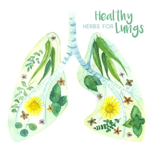 Watercolor Illuistration Lungs Decorated Herbs Thats Good Its Health — Stock Photo, Image