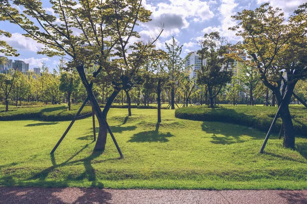 Jugosa Hierba Verde Árboles Busan Parque Ciudadanos — Foto de Stock