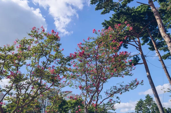 Busan vatandaşlarının parkında sonbaharda açan pembe Crape Myrtle