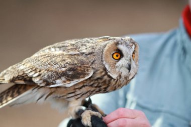 Uçmak için ve içinde avlanmayı alanında işlenen uzun kır baykuşu. Evcilleştirilmeyi hayvan. ASIO otus