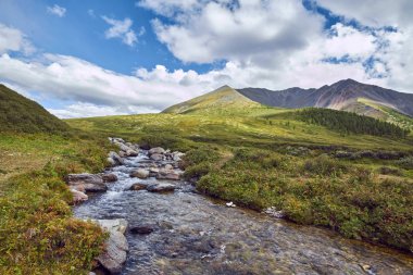 Ayak dağ vadilerden yolculuğa. Yabani hayvanlar ve bitkiler güzellik. Altay, Shavlinsky gölleri giden yol. Zammı