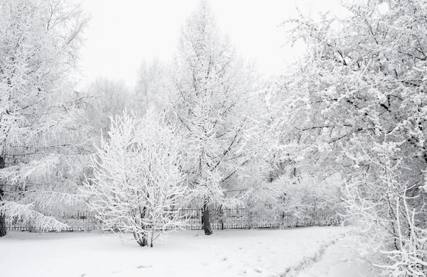 Allt är täckt med snö. Utmärkt julgranar och feststämning — Stockfoto