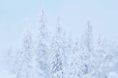 Karın Noel'den önce muhteşem ağaçlarda. Soğuk sabah ormanın içinde. Yeni Yılınız Kutlu Olsun. Güzel gündoğumu