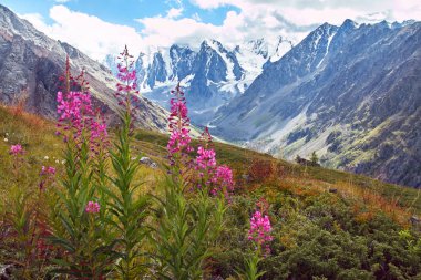 Ayak dağ vadilerden yolculuğa. Yaban hayatı güzelliği. Altay, Shavlinsky gölleri, Rusya için yol. Sibirya karlı Dağları doruklarına. Dağlarda yaz aylarında hiking