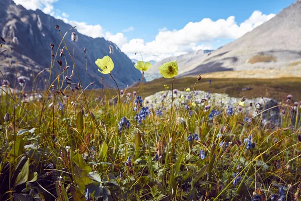 Viaje a pie por los valles montañosos. Belleza de la vida salvaje. Altai, el camino a los lagos Shavlinsky, Rusia. Picos de montañas nevadas de Siberia. Senderismo en las montañas en verano — Foto de Stock