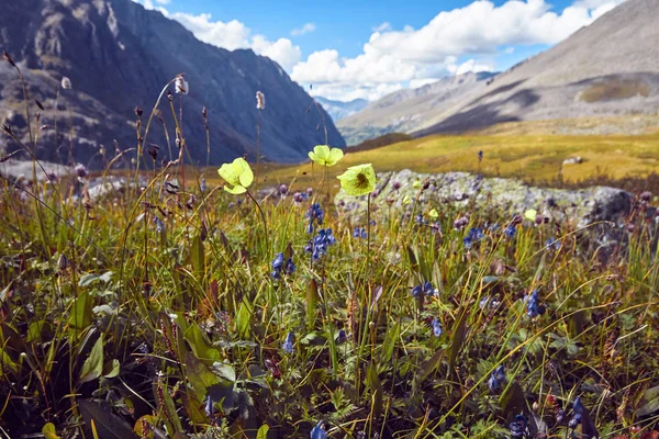 Viaje a pie por los valles montañosos. Belleza de la vida salvaje. Altai, el camino a los lagos Shavlinsky, Rusia. Picos de montañas nevadas de Siberia. Senderismo en las montañas en verano — Foto de Stock