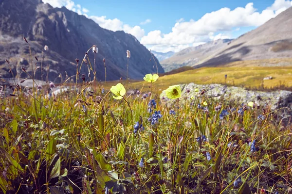 Viaje a pie por los valles montañosos. Belleza de la vida salvaje. Altai, el camino a los lagos Shavlinsky, Rusia. Picos de montañas nevadas de Siberia. Senderismo en las montañas en verano — Foto de Stock