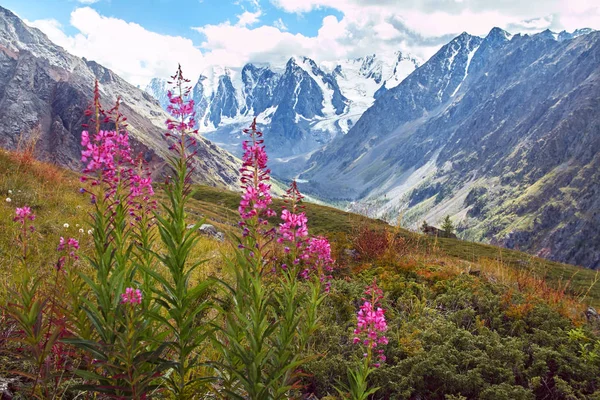 Journey on foot through the mountain valleys. Beauty of wildlife. Altai, the road to Shavlinsky lakes, Russia. Peaks of snowy mountains of Siberia. Hiking in the mountains in summer — Stock Image Journey on foot through the mountain valleys. Beauty of wildlife. Altai, the road to Shavlinsky lakes, Russia. Peaks of snowy mountains of Siberia. Hiking in the mountains in summer Stock Photo