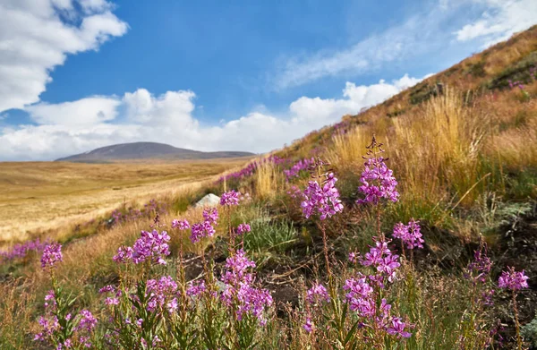 Beautiful flowers in the field. Sunset in the steppe, a beautiful evening sky with clouds, plato Ukok, no one around, Altai, Siberia, Russia.