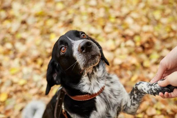 Собака с длинными ушами гуляет по осеннему парку и смотрит на — стоковое фото