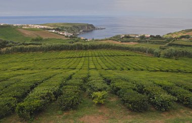 Çay alanları San Miguel Adası