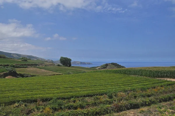 Campos de té en la isla de San Miguel — Foto de Stock