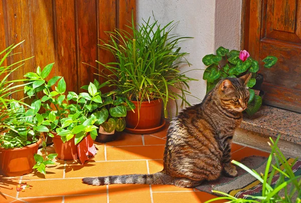Elba Adası evlerin, verandada kedi