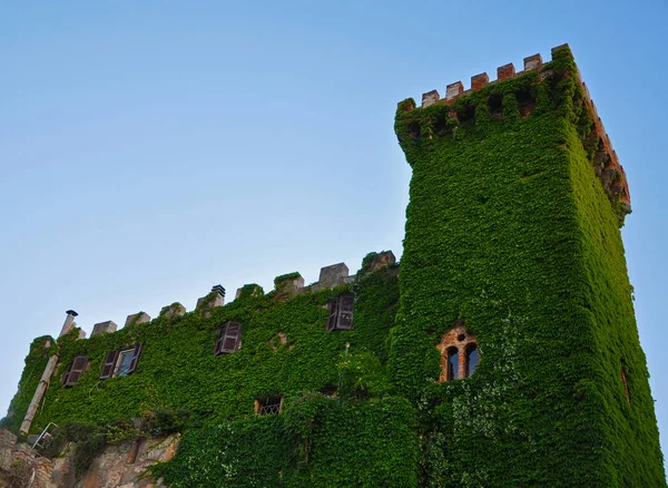 Vecchia torre del castello ricoperta di viti — Foto Stock
