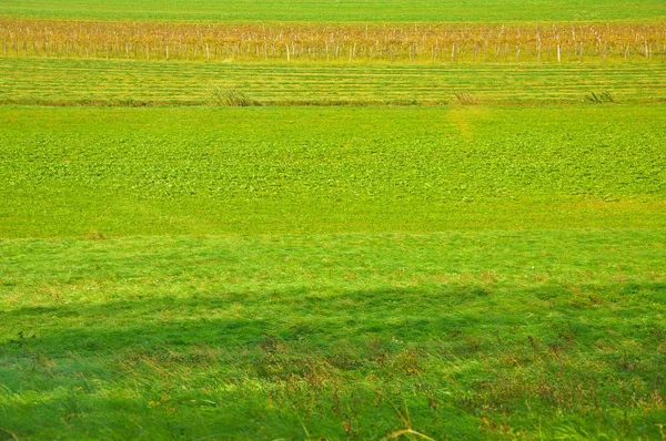 Зеленый фон - поле Словении в ветреную погоду — стоковое фото