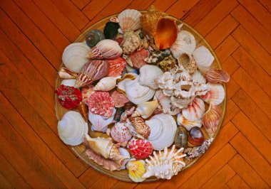 Retro arka planda deniz kabukları