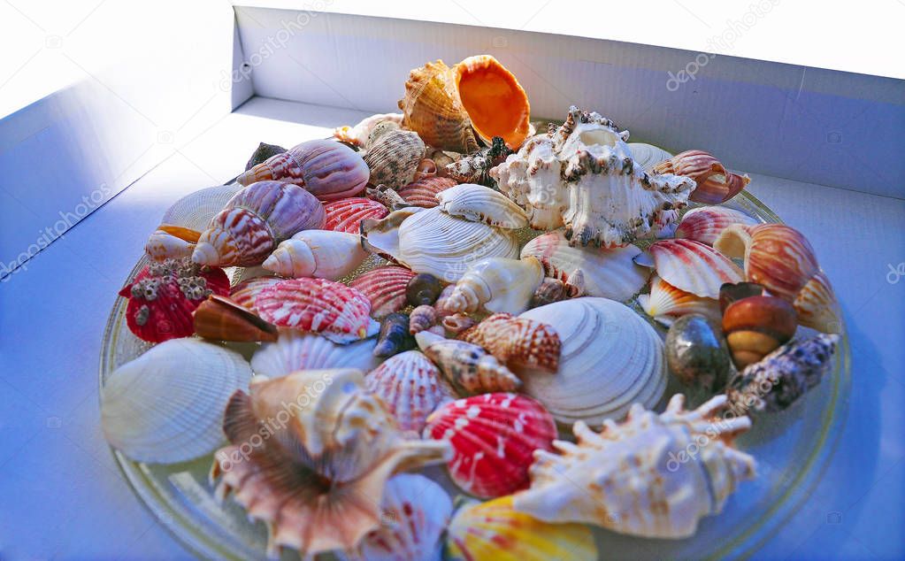 Seashells on the background of the light box
