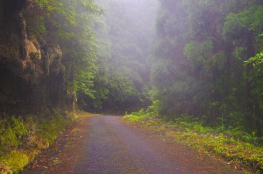 Sis San Miguel üzerinde yoğun orman yol