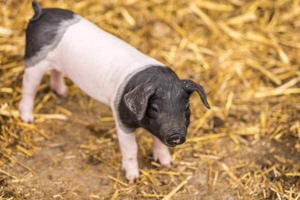 독일 유형의 아기 돼지 — 스톡 사진