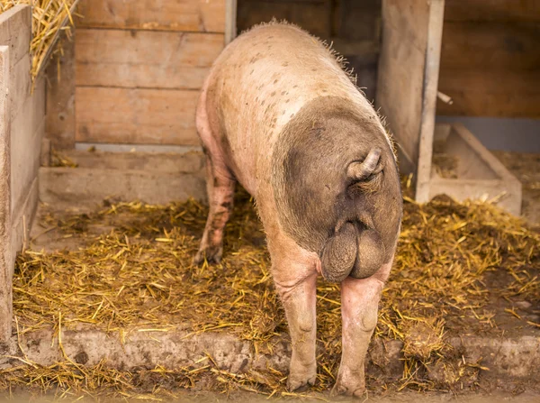 Swabian male pig rear view — Stock Photo, Image