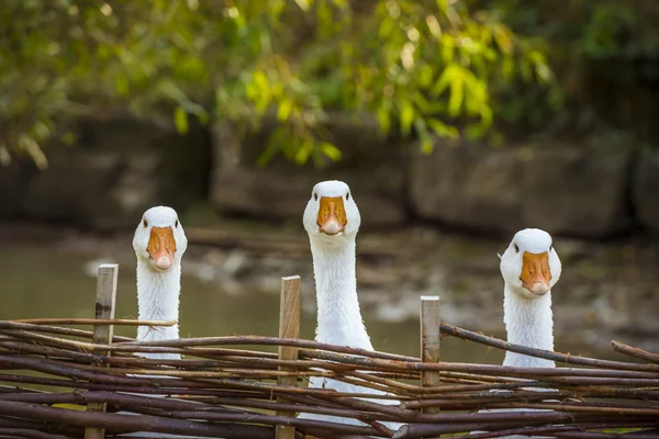 Drei lustige weiße Gänse — Stockfoto