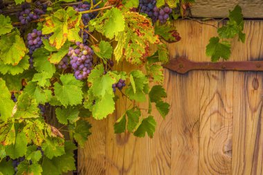 Onların üzüm üzüm