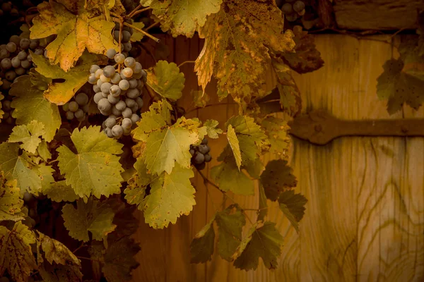 Uve rosse in decorazioni autunnali — Foto Stock