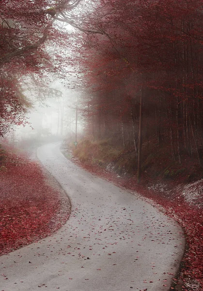 Vicolo attraverso la foresta nebbiosa nei colori autunnali — Foto Stock