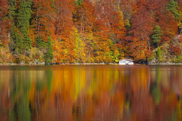 Podzimní les v jezeru Alpsee — Stock fotografie