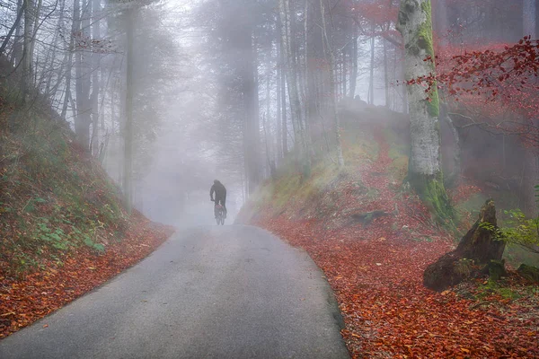Hösten skogen höljd av kall dimma — Stockfoto
