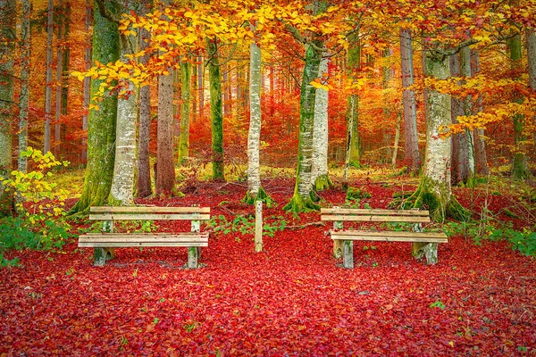 Panche su un tappeto di foglie di autunno — Foto Stock