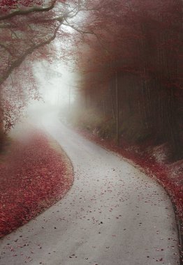 Sonsuz yol sisli ormanı
