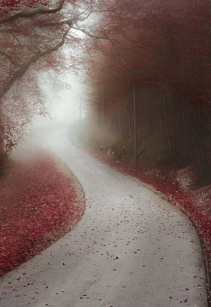 Estrada sem fim através de uma floresta nebulosa — Fotografia de Stock