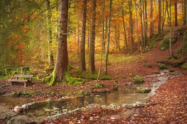 Bosco nei colori autunnali — Foto Stock