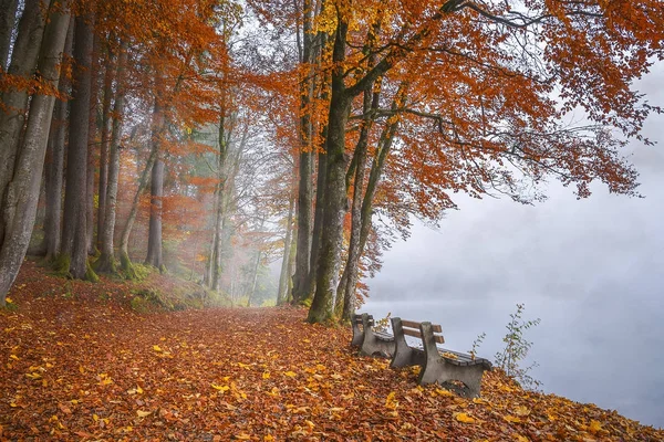 Zamlžené jezero na pobřeží a na podzim woods — Stock fotografie