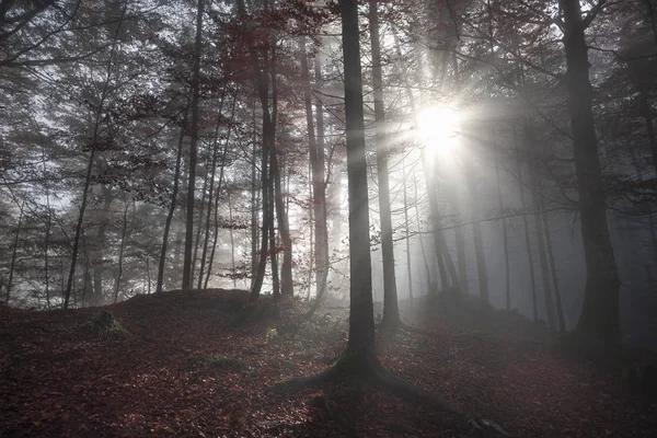 Morgonsolen strålar genom en mörk skog — Stockfoto