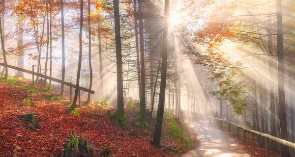 Straße durch einen herbstlichen Wald und Sonnenstrahlen — Stockfoto