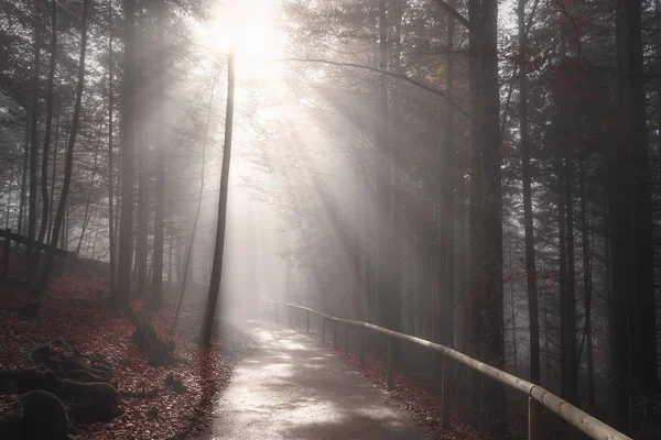 Солнечные лучи над лесной дорогой в осеннем декоре — стоковое фото
