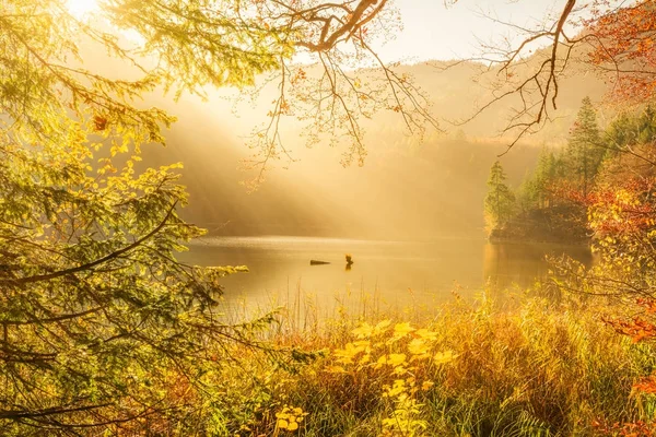 Sun rays and autumn nature — Stock Photo, Image