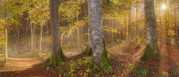 Sol a través del bosque otoñal — Foto de Stock