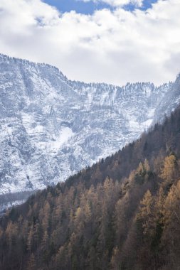 Sonbahar orman ve karlı dağlar
