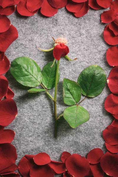 Rosenstamm umgeben von seinen roten Blütenblättern — Stockfoto