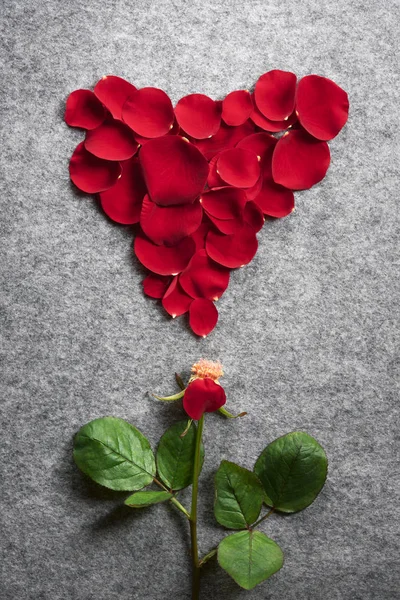 Rote Rose und Blütenblätter in Herzform — Stockfoto