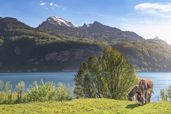 Sepasang keledai dan pemandangan alpine musim semi — Stok Foto