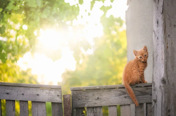 Gatito naranja en una cerca rústica — Foto de Stock