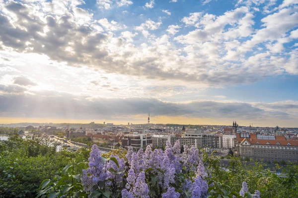 在捷克共和国 在布拉格古城和伏尔塔瓦河河的建筑上 由盛开的丁香花构筑的令人惊叹的日出 — 图库照片