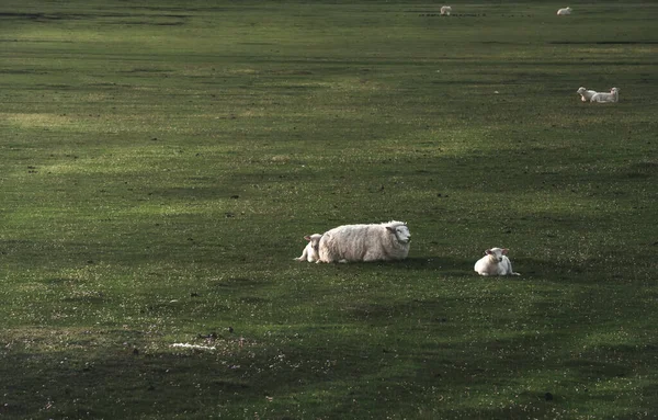 Ovejas y corderos en pastos verdes en la isla Sylt por la mañana —  Fotos de Stock
